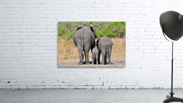 Elephant Generations Wall Preview