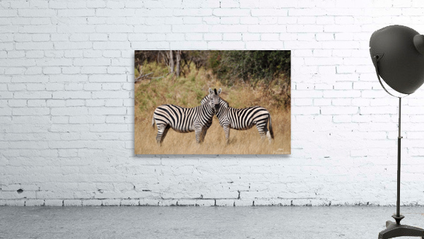 Mirrored Zebras Wall Preview