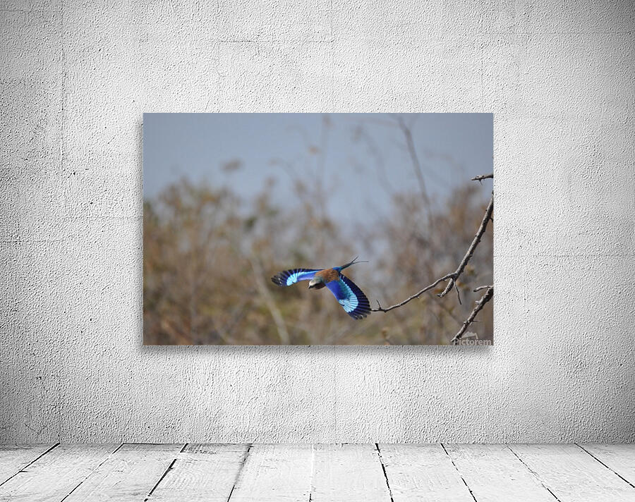 Diving Lilac Breasted Roller Wall Preview