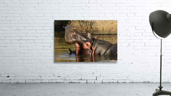 Baba Hippo Smiling Wall Preview