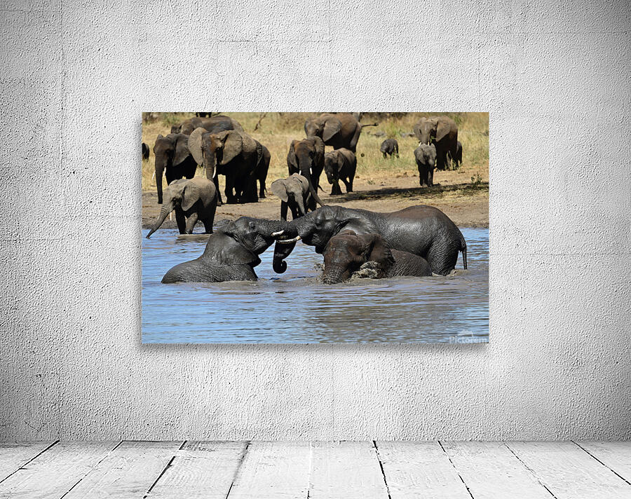 Adolescent Elephants Tussling Wall Preview