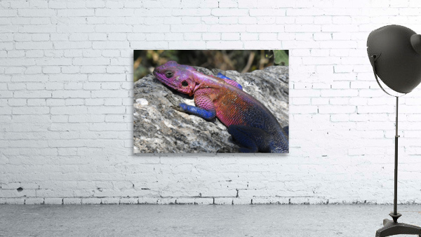 Agama Lizard Wall Preview