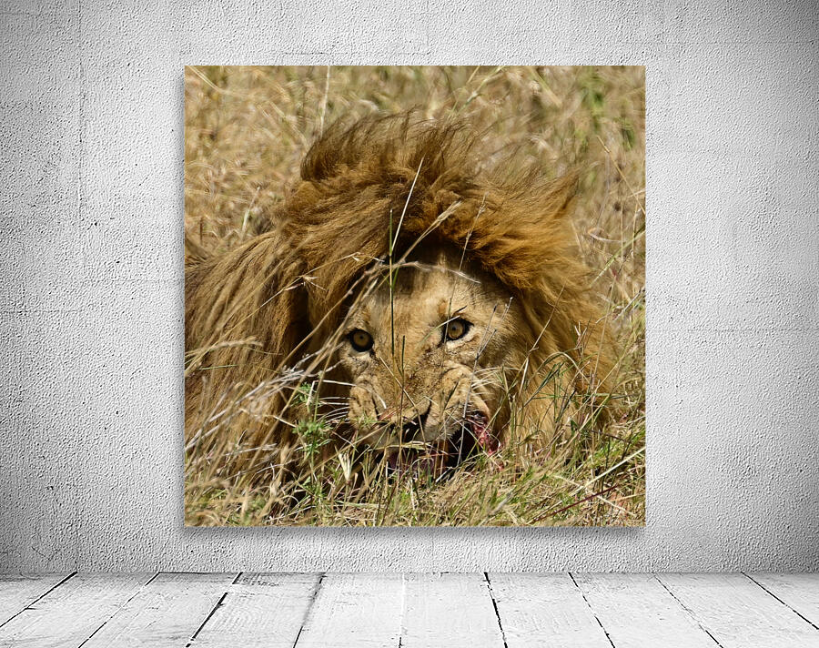 Baba Simba Eating Wall Preview