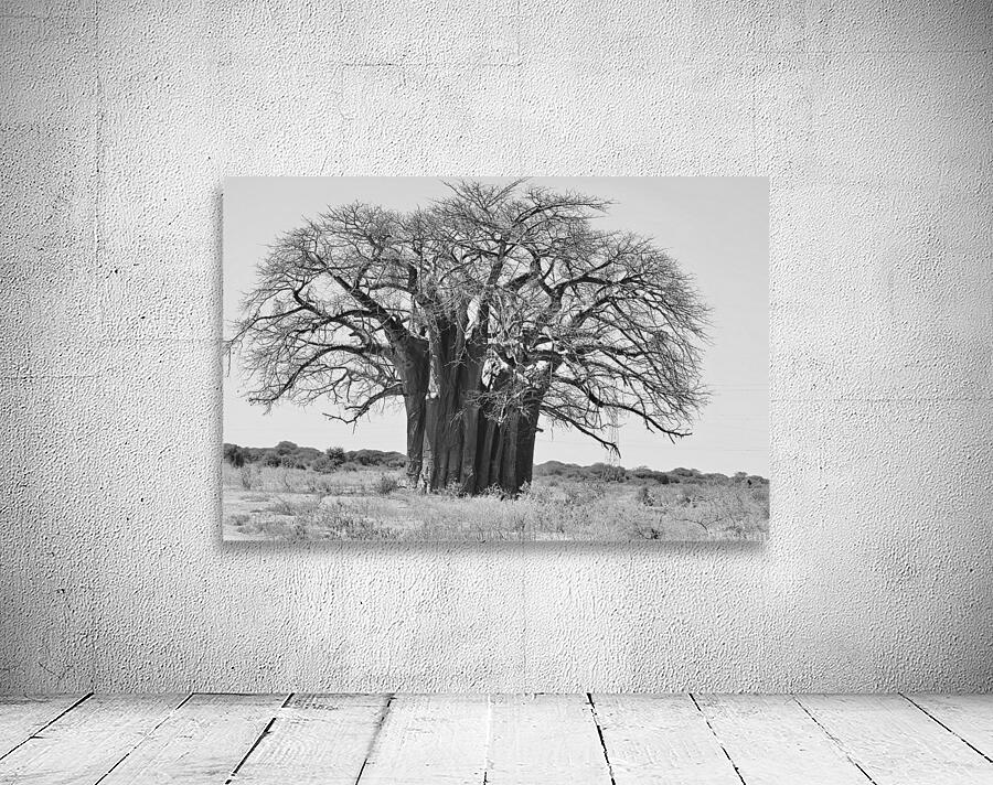 Baobab Tree BW Wall Preview