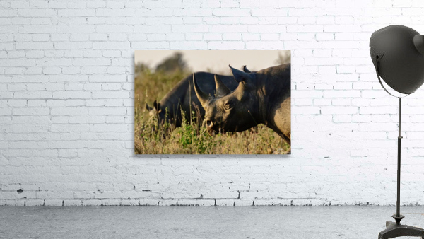 Black Rhino Close Up Wall Preview