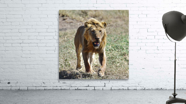 Baba Simba on the Move Wall Preview