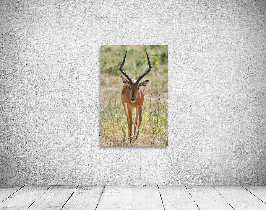 Handsome Impalla Wall Preview