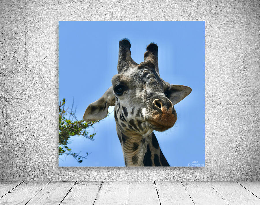 Giraffe Close Up Wall Preview