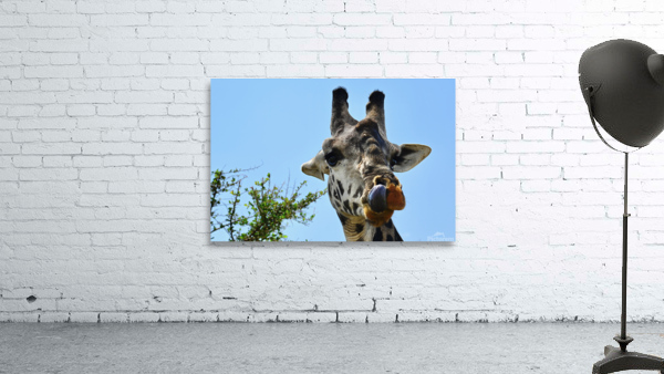 Giraffe Up High Wall Preview