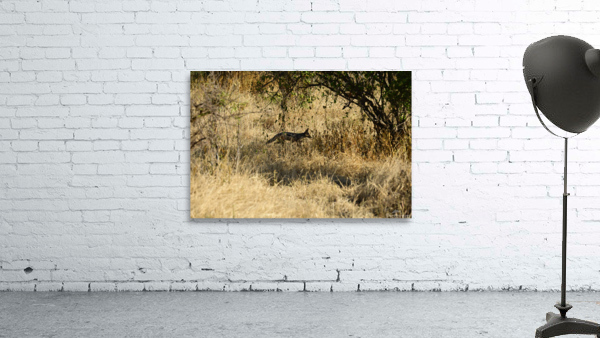 Jackel Wall Preview
