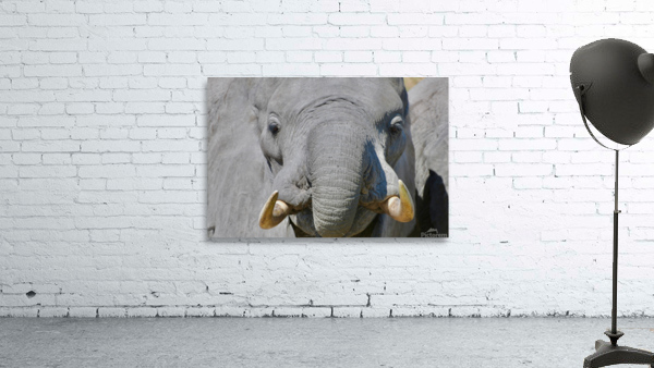 Young Elephant Head On Wall Preview