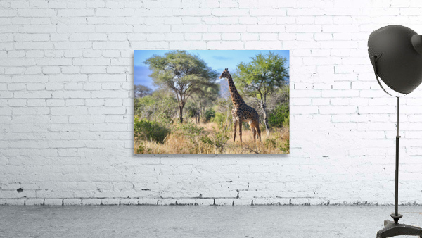 Noble Giraffe Wall Preview