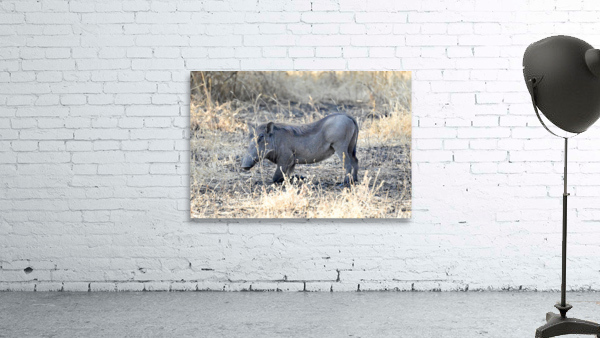 Pumba Posing Wall Preview
