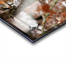 Winter doe Acrylic print