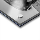 Lone Bison  Acrylic print