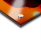 Orange Bison Sunset Acrylic print