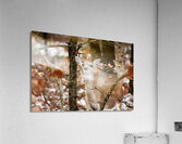 Winter doe Acrylic Print