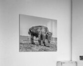 Lone Bison  Acrylic Print