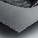 Lone Bison  Metal print