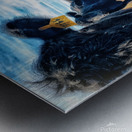 Curious Angus Metal print