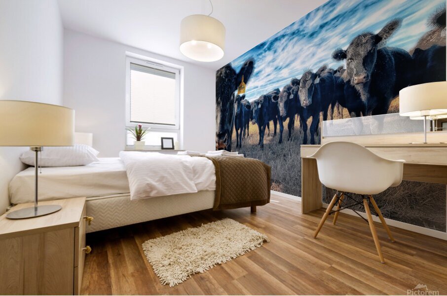 Curious Angus Mural print