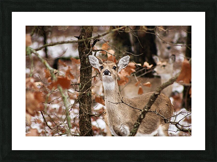 Winter doe Picture Frame print
