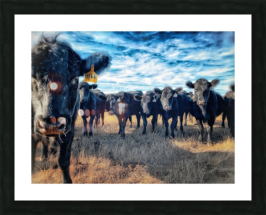 Curious Angus Picture Frame print