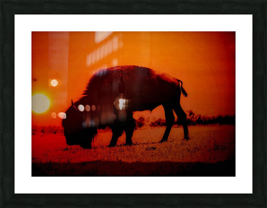 Orange Bison Sunset Picture Frame print