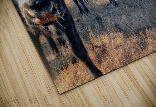 Curious Angus Sunset Chasin Adventure Photography puzzle