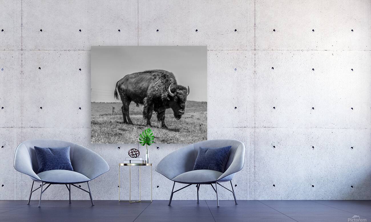 Lone Bison  Reproduction