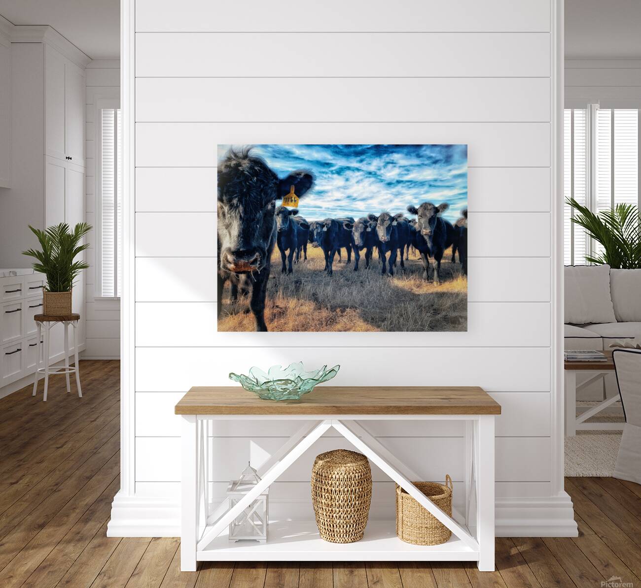 Curious Angus Reproduction