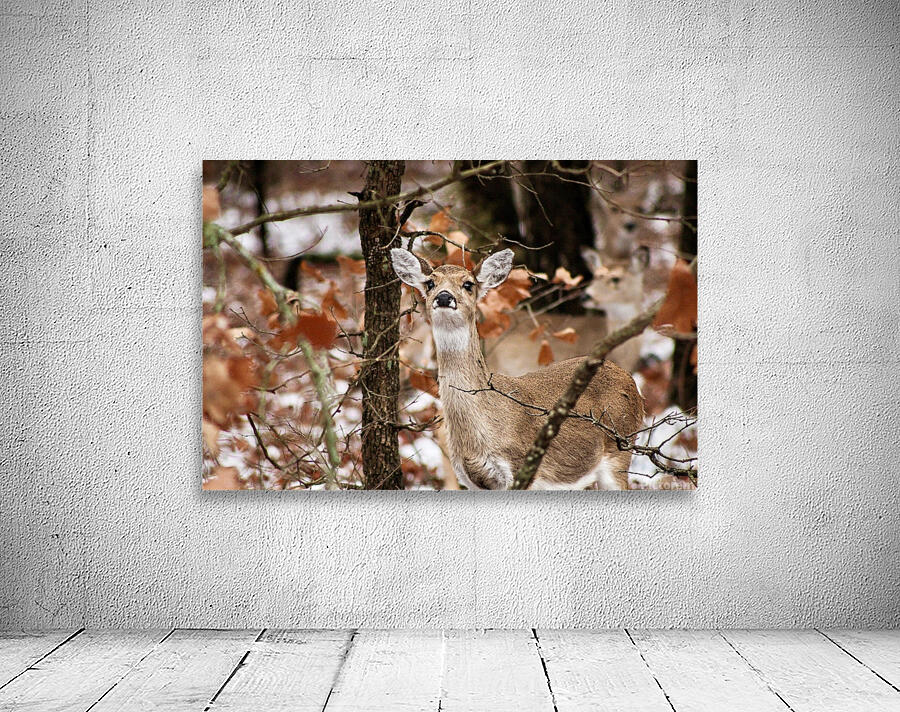 Winter doe Wall Preview
