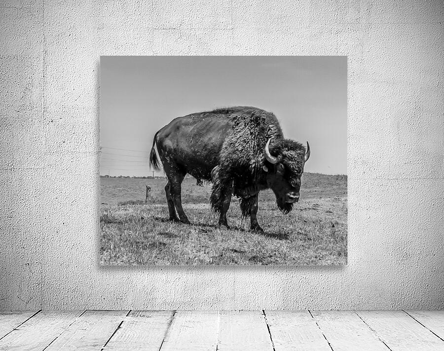Lone Bison  Wall Preview