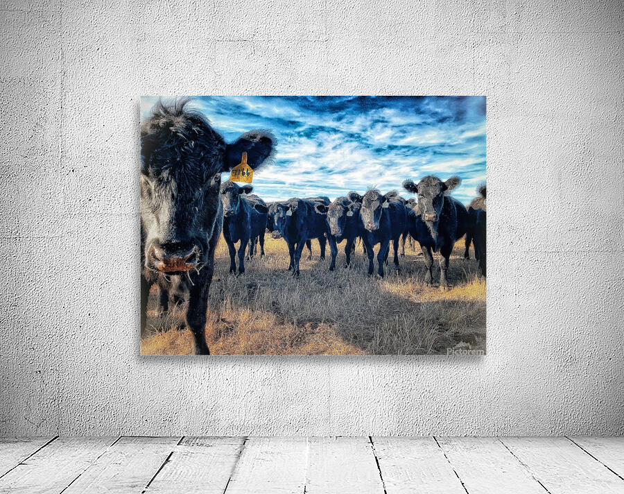 Curious Angus Wall Preview