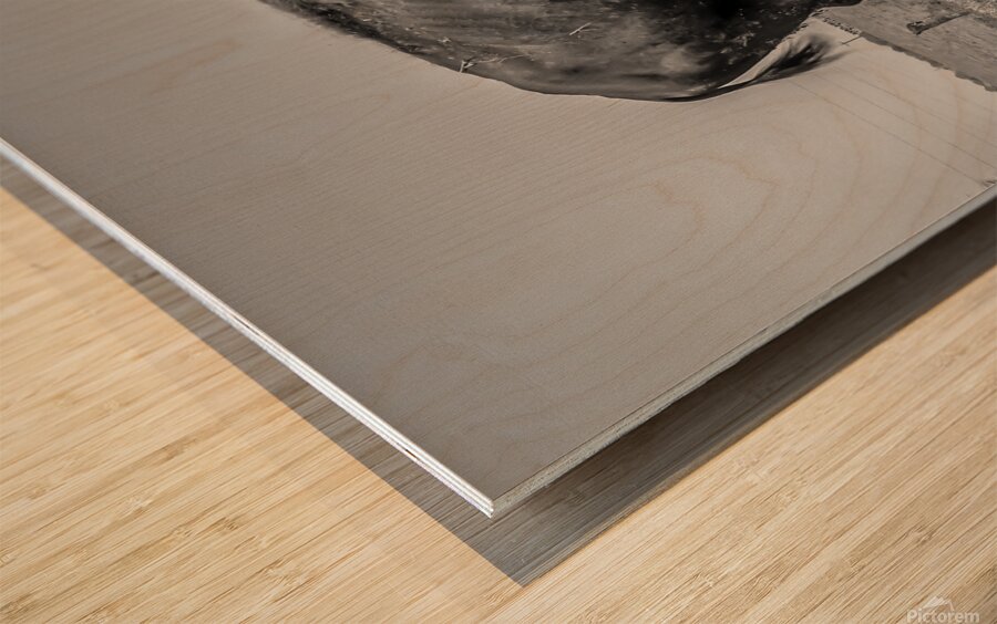 Lone Bison  Wood print