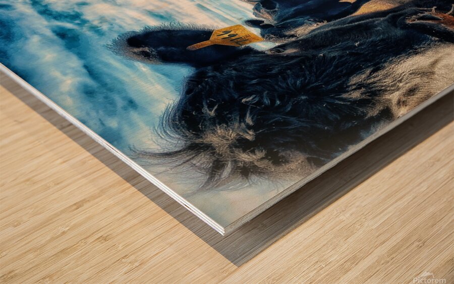 Curious Angus Wood print