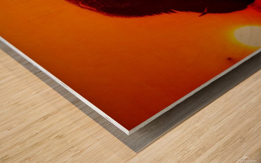 Orange Bison Sunset Wood print