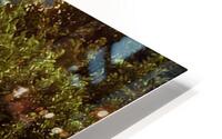 rattlesnap100 HD Metal print