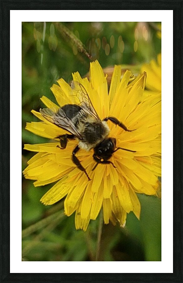 The Bee’s Moment Picture Frame print