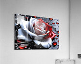 Rose9 Acrylic Print