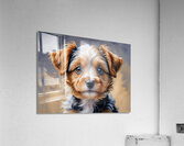 Yorkshire puppy 3 Acrylic Print