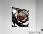 Rose3 Acrylic Print