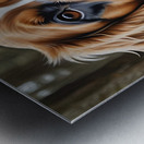 Dog portrait 2 Metal print