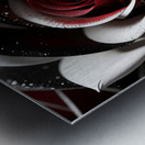 Rose3 Metal print
