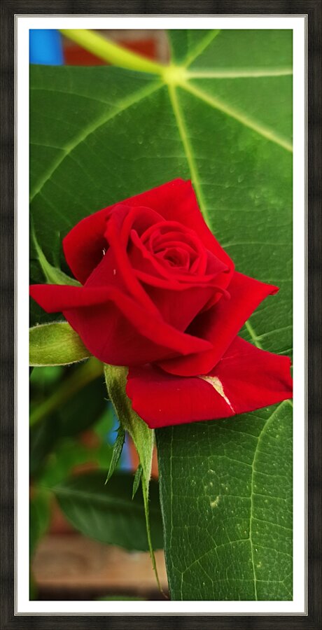 The red Rose 4 Picture Frame print