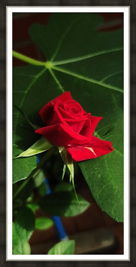 The red Rose 2 Picture Frame print