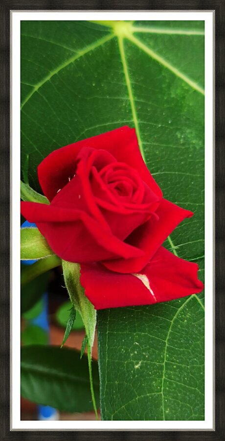 The red rose  Picture Frame print