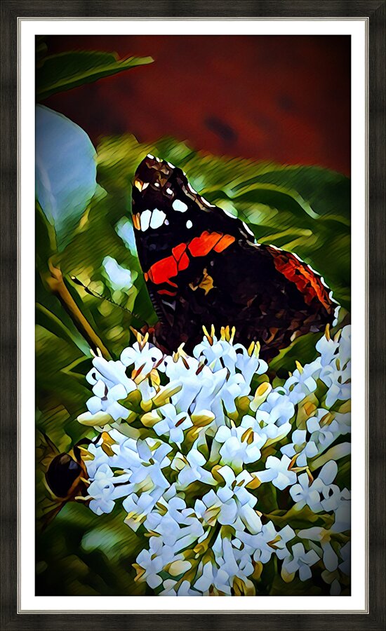 Red Admiral Nectar Picture Frame print