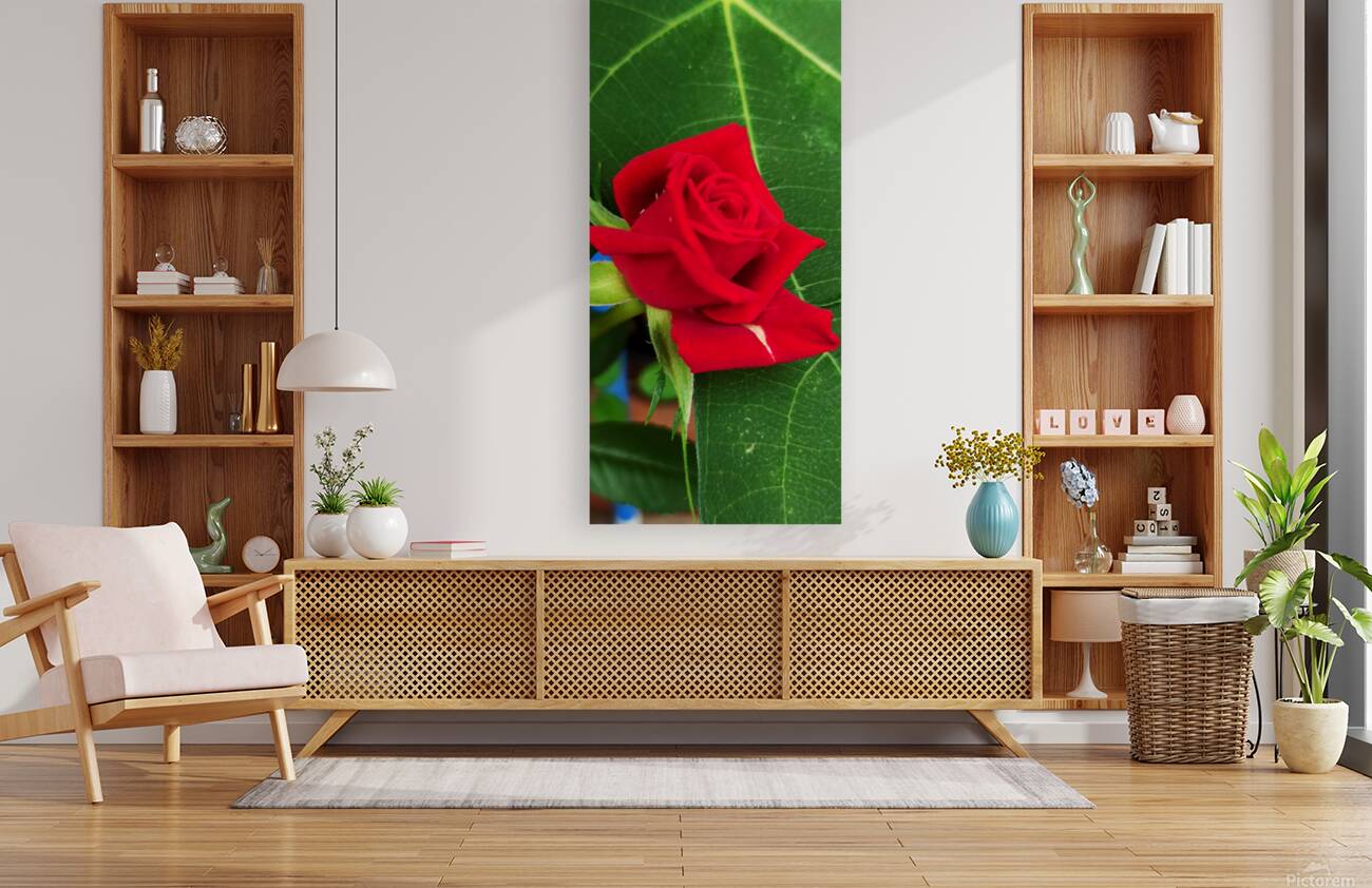 The red rose  Reproduction