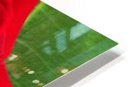The red rose  HD Metal print